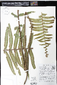 Nephrolepis biserrata image