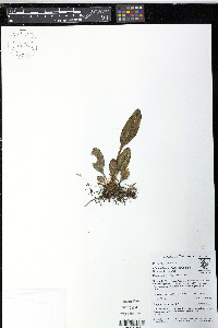 Elaphoglossum bellermannianum image