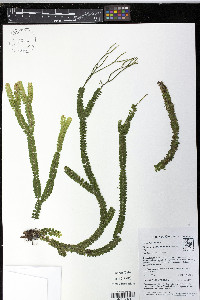 Phlegmariurus dichaeoides image