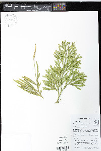 Diphasium jussiaei image