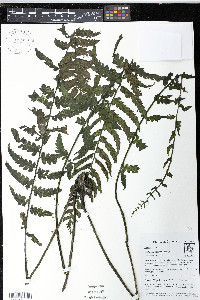 Diplazium sprucei image