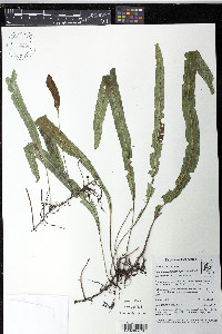 Elaphoglossum stenoglossum image