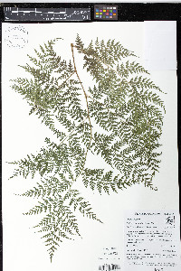 Culcita coniifolia image