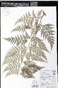 Culcita coniifolia image