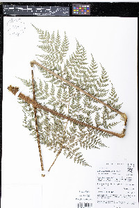 Culcita coniifolia image