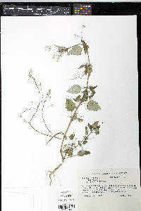 Boerhavia erecta image