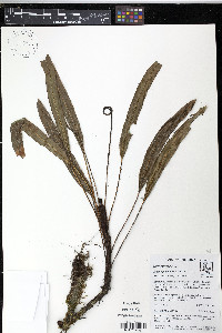Elaphoglossum vulcanicum image