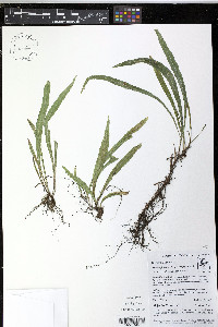 Elaphoglossum stenoglossum image