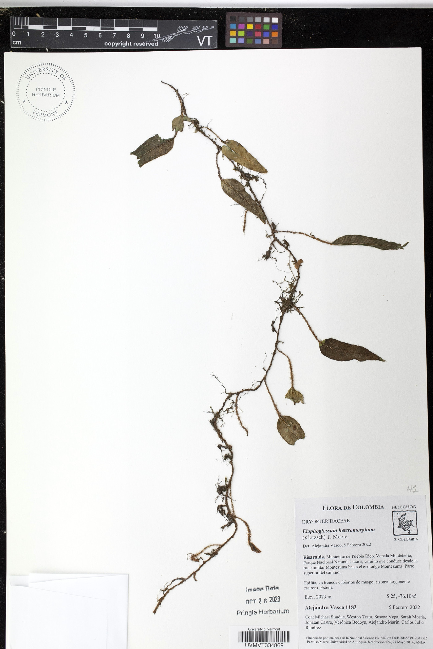 Elaphoglossum heteromorphum image