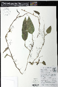 Elaphoglossum squamipes image
