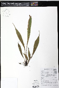 Elaphoglossum notatum image