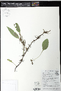 Elaphoglossum squamipes image