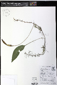 Elaphoglossum squamipes image