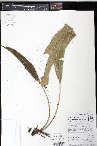 Elaphoglossum notatum image