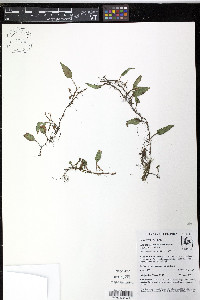 Elaphoglossum heteromorphum image