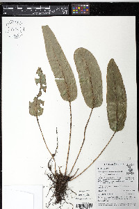 Elaphoglossum vulcanicum image