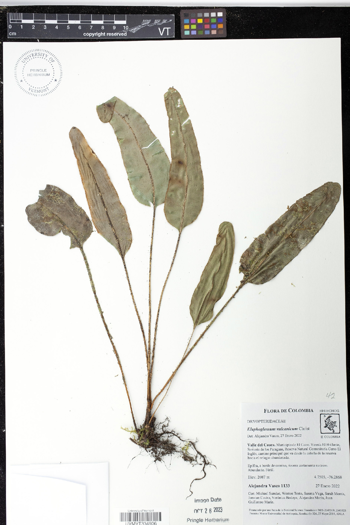 Elaphoglossum vulcanicum image