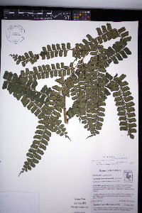 Didymochlaena alpina image
