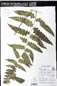 Blotiella lindeniana image