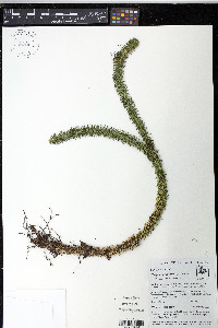 Phlegmariurus firmus image