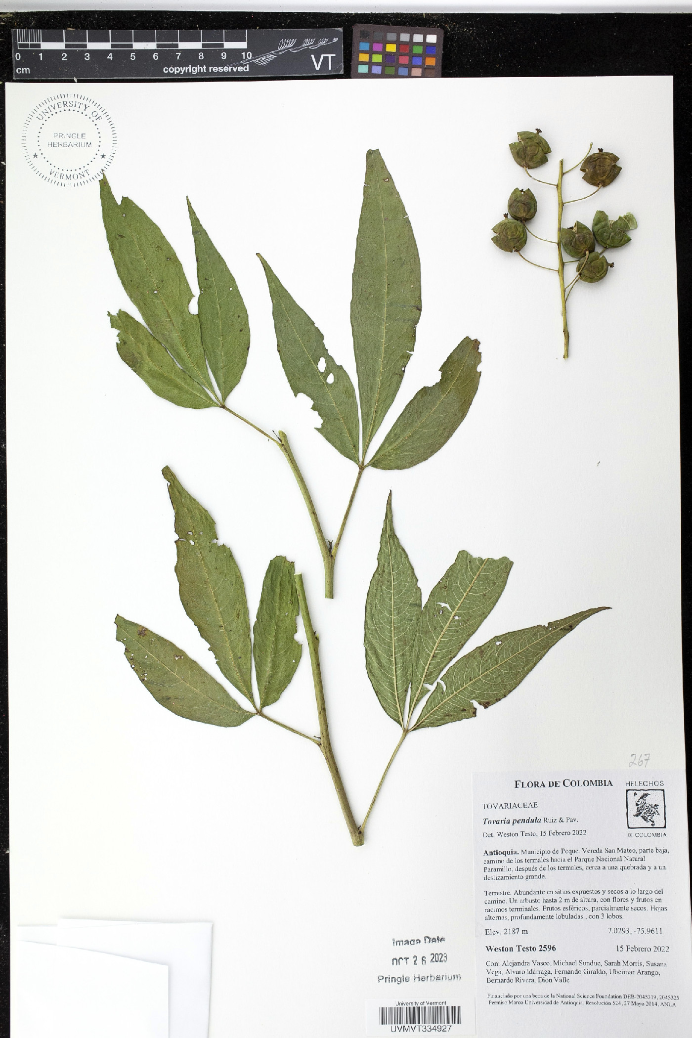 Tovaria pendula image