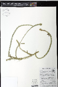 Lycopodiella alopecuroides image