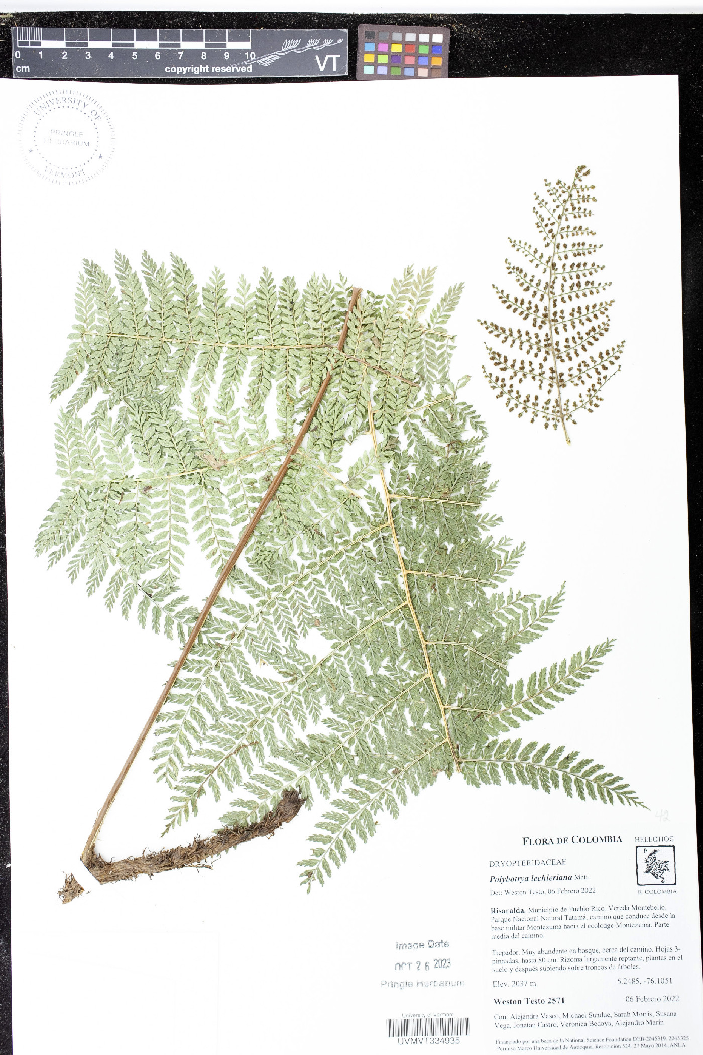 Polybotrya lechleriana image