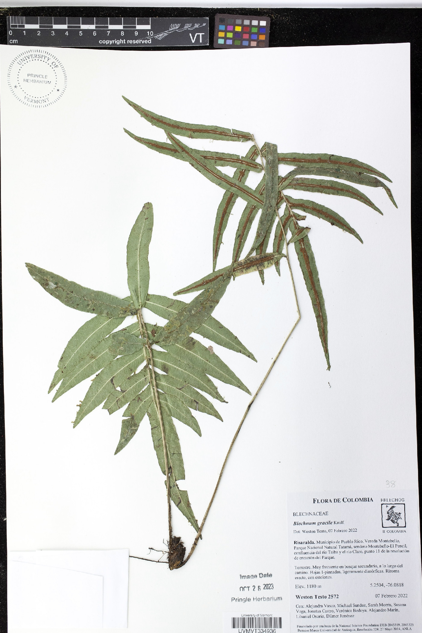 Blechnum gracile image