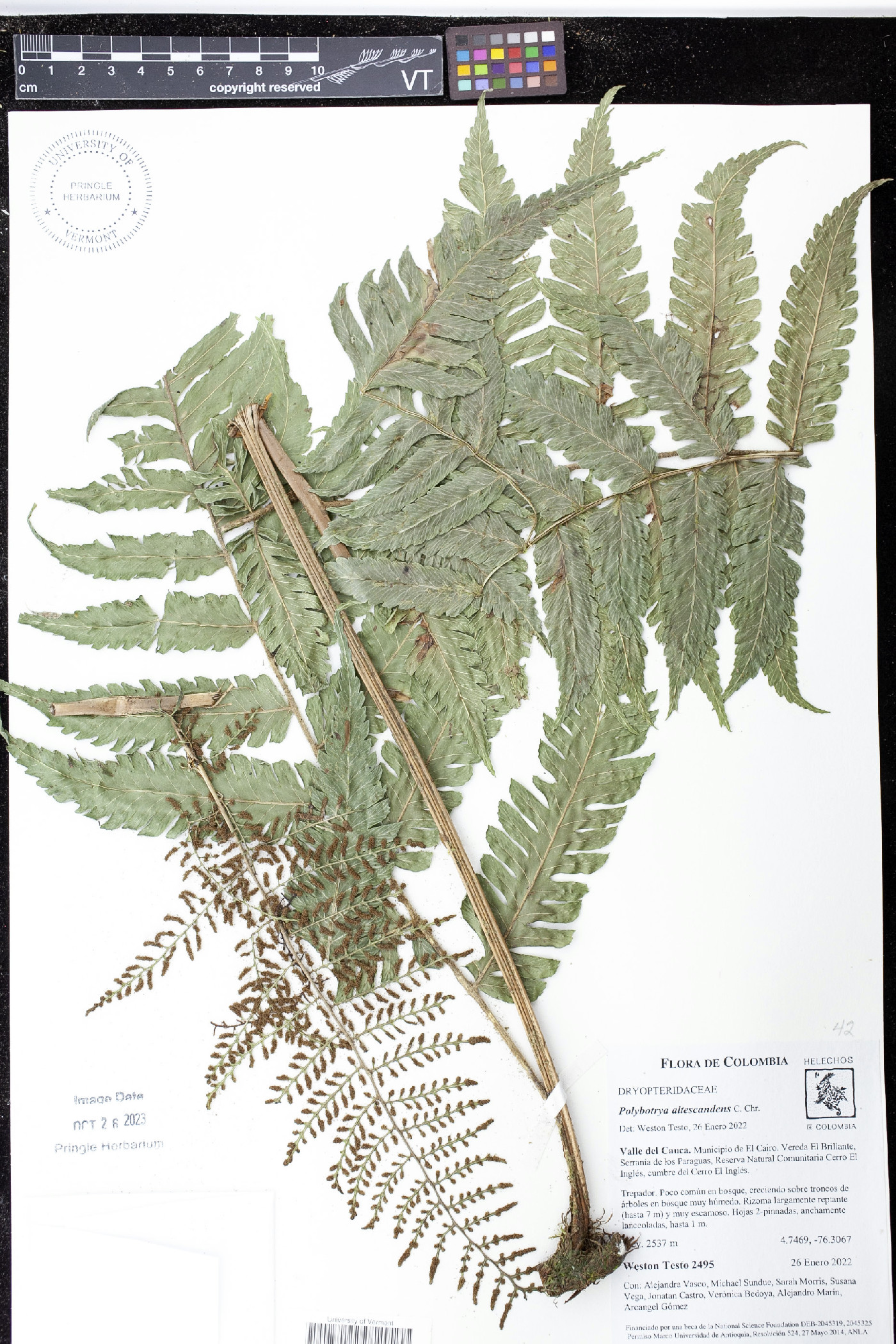 Polybotrya altescandens image