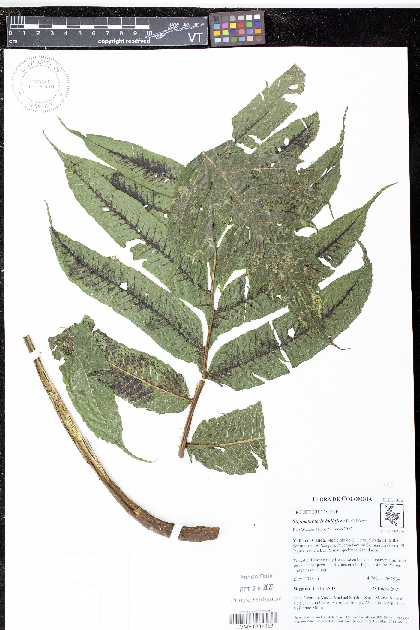 Stigmatopteris bulbifera image