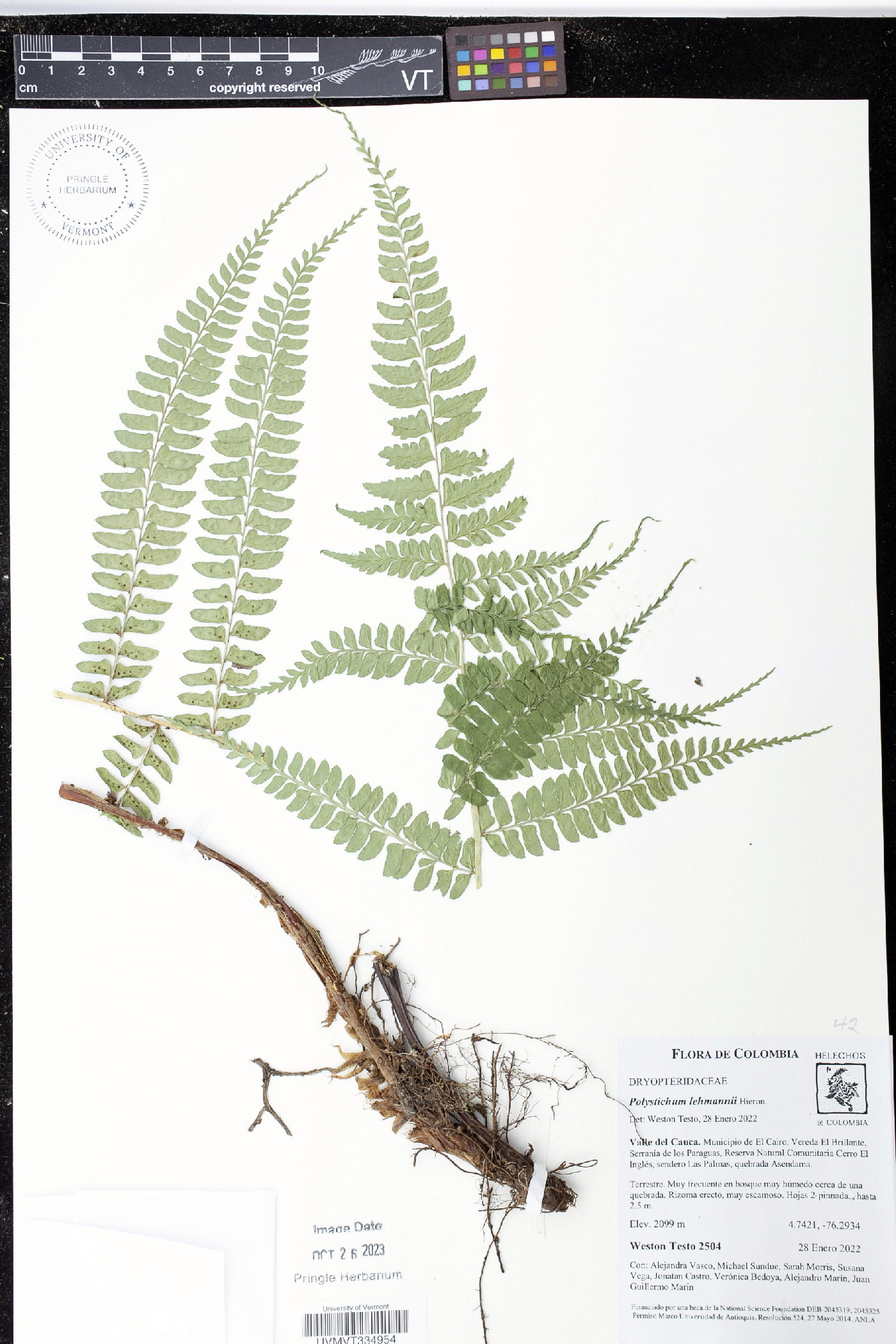 Polystichum lehmannii image