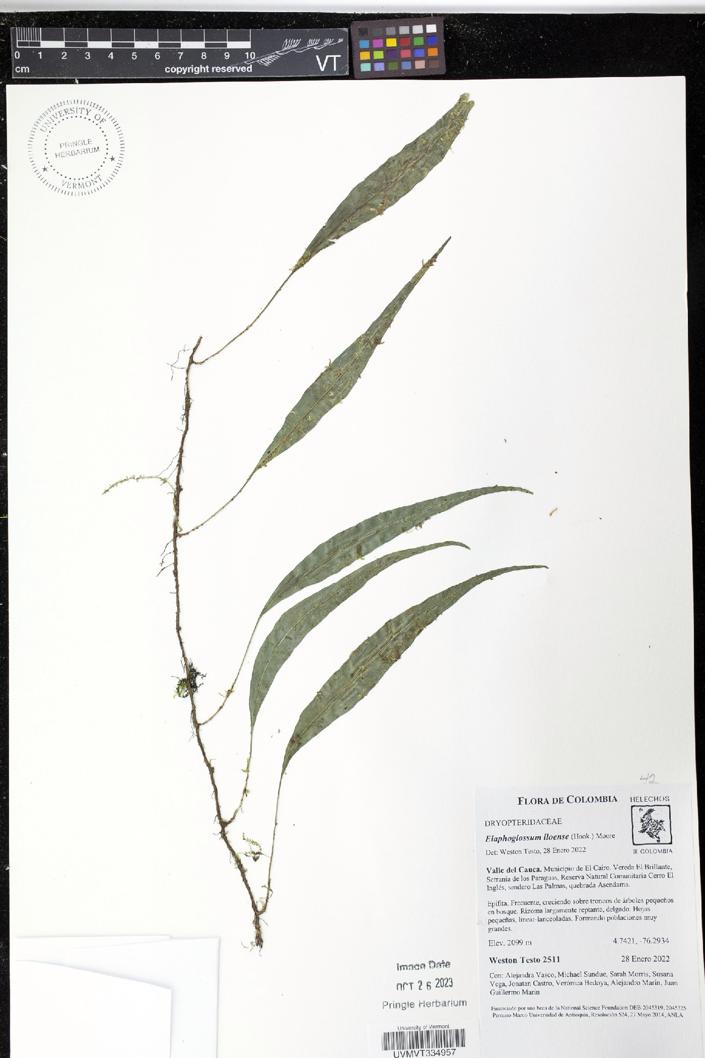 Elaphoglossum lloense image