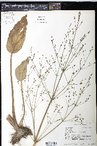 Alisma subcordatum image