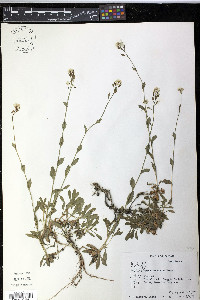 Draba arabisans image