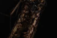 Diplazium neglectum image