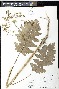 Pastinaca sativa image