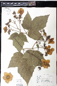 Rubus odoratus image