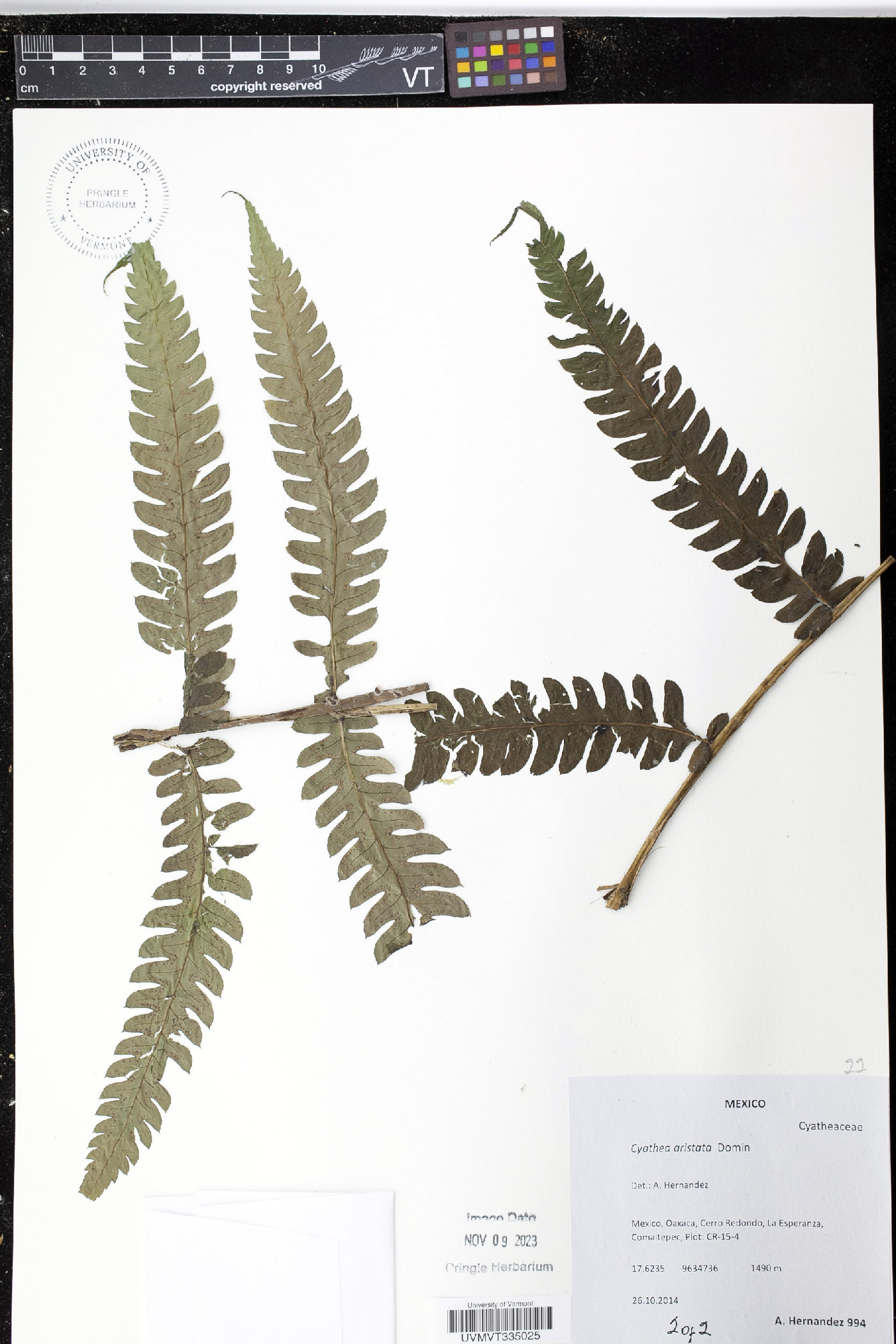 Cyathea aristata image