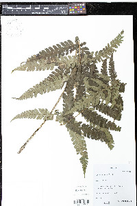 Cyathea aristata image