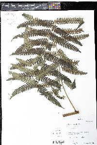 Cyathea divergens image