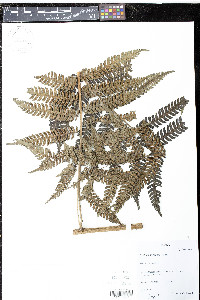 Cyathea divergens image