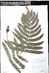 Media resource of Goniopteris hatchii