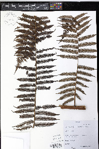 Cyathea fulva image