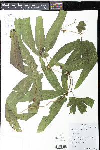 Lygodium heterodoxum image