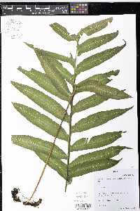Pecluma rhachipterygia image
