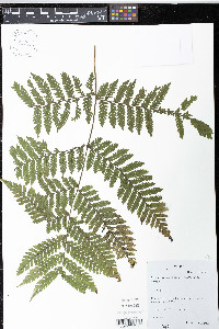 Megalastrum mexicanum image