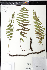 Pecluma hartwegiana image