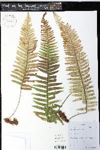 Polypodium martensii image
