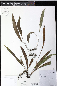 Elaphoglossum parduei image