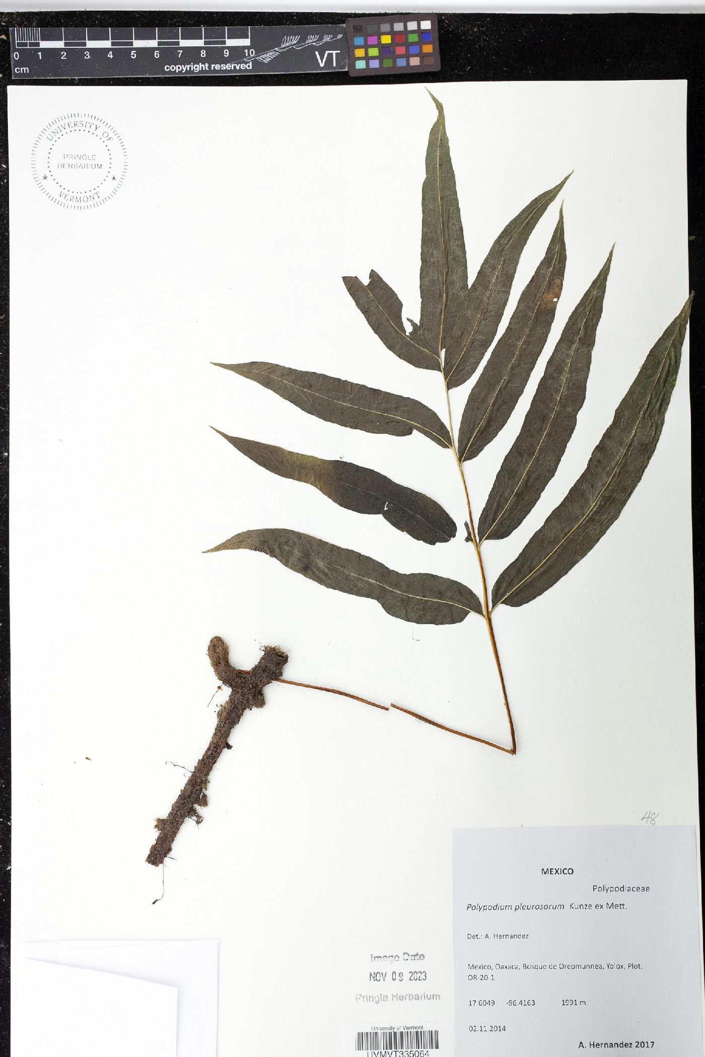 Polypodium pleurosorum image